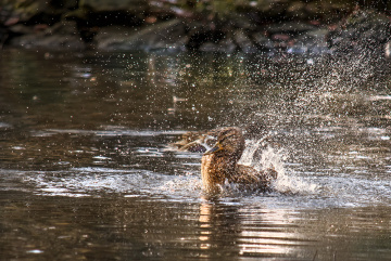 Splash Test 