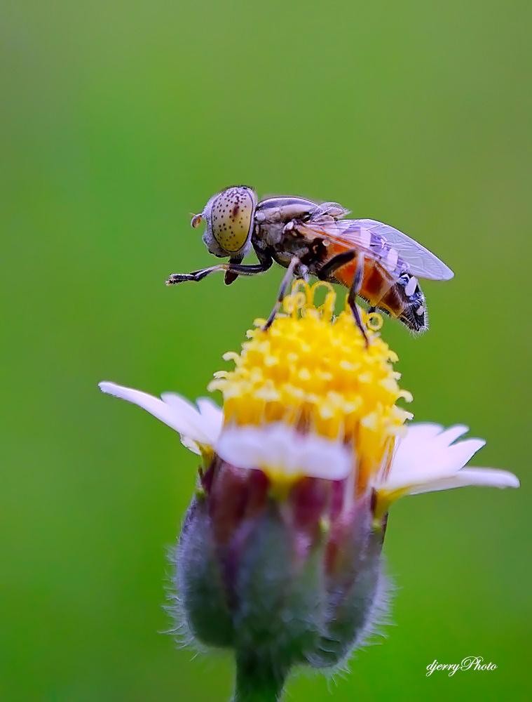 Hoverfly