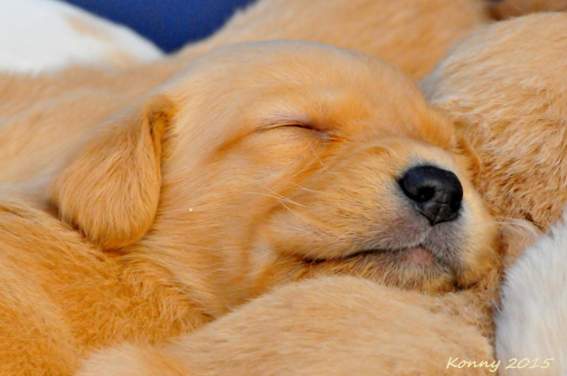 peaceful sleep ... ♥ ♥ ♥ 
