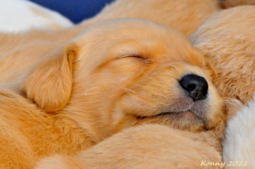 peaceful sleep ... ♥ ♥ ♥ 