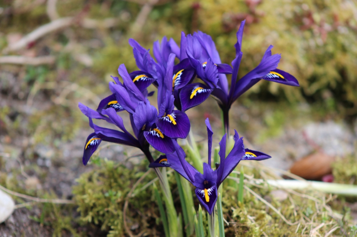 Frühlingserwachen