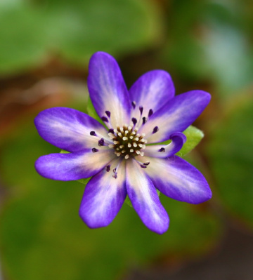 hepatica