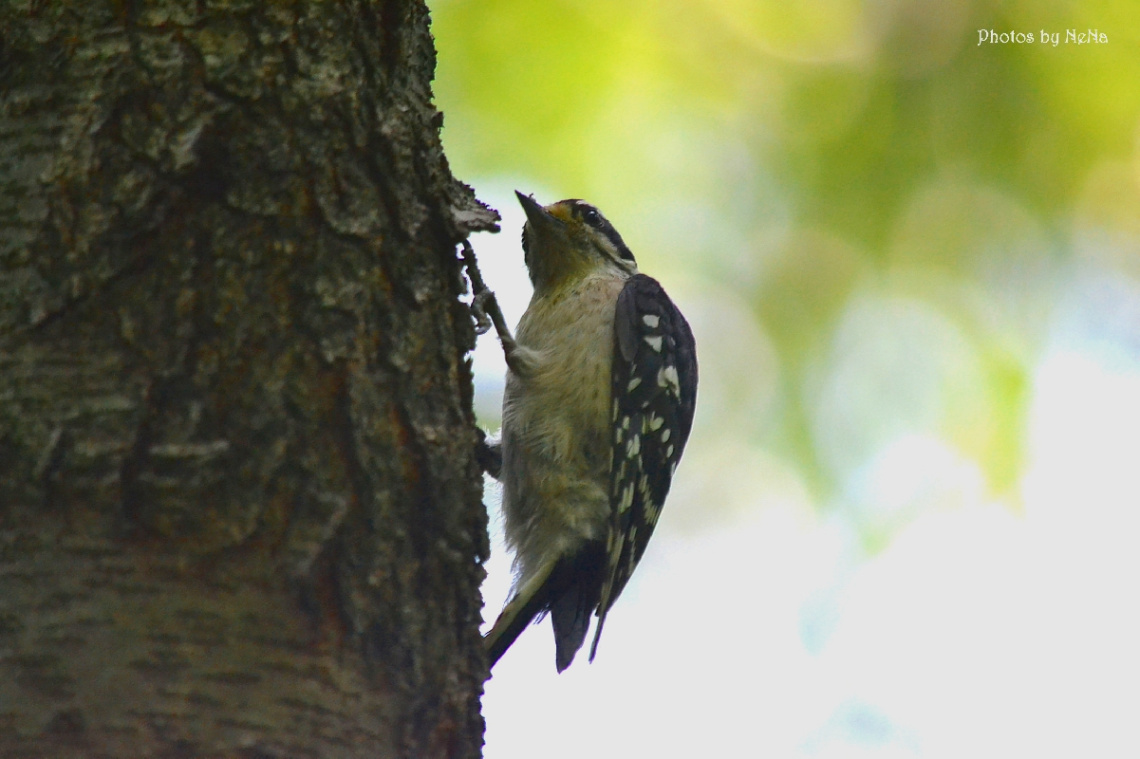 Woodpecker