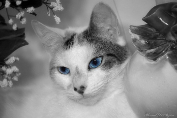 Blue Eyes