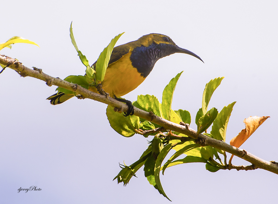 Sunbird