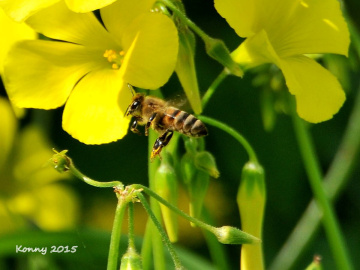 spring-time 