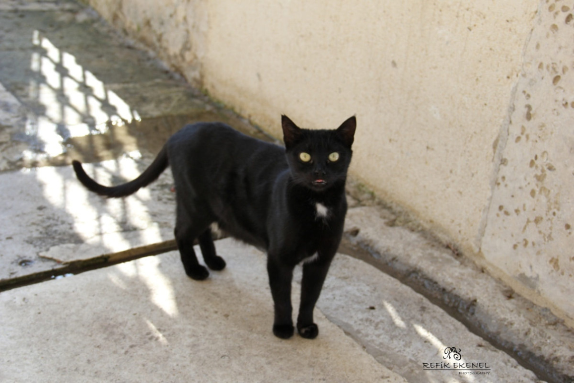 Kara Kedi