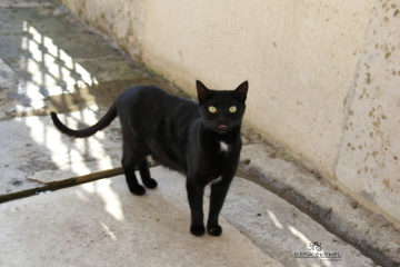 Kara Kedi