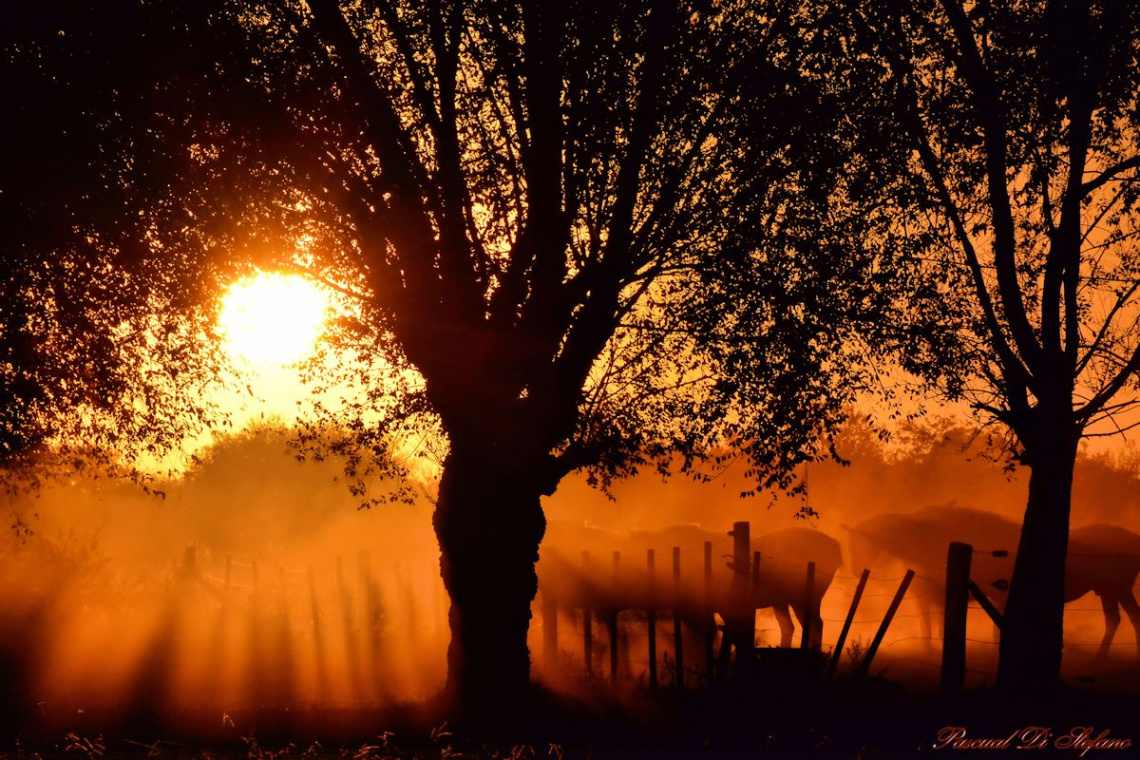 Sunset in the field