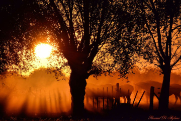 Sunset in the field