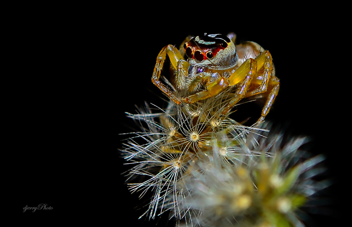 Jumping spider