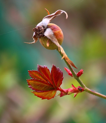 rose sprout