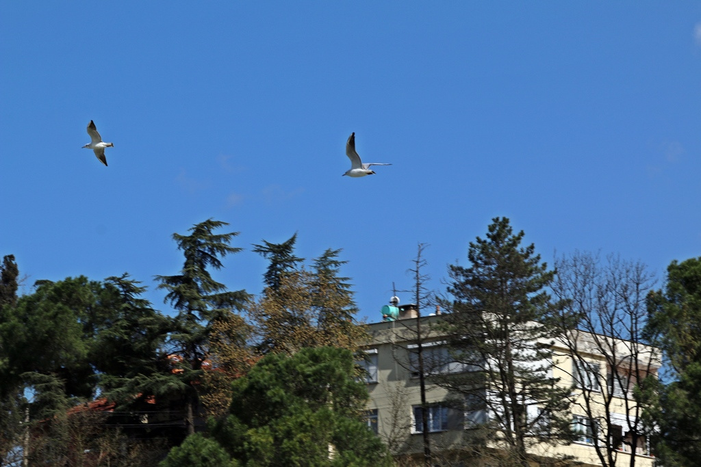 Martı Takibi