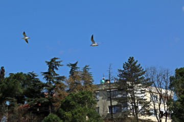 Martı Takibi