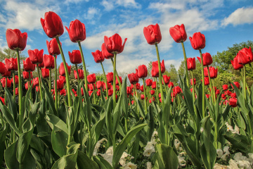tulips