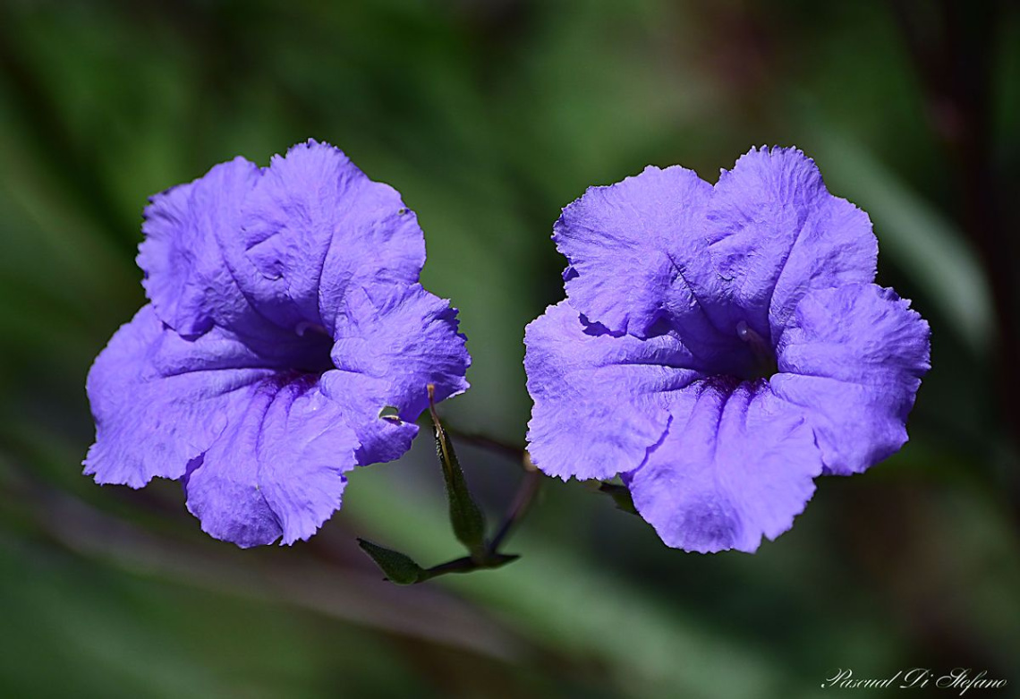 Twins