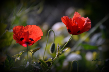 ÇANAKKALE'DE YİTİRDİĞİMİZ YİĞİTLERİMİZE......