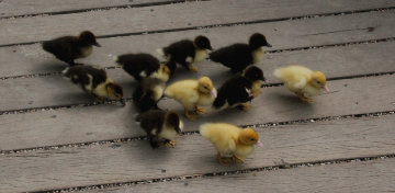 Little Friends...