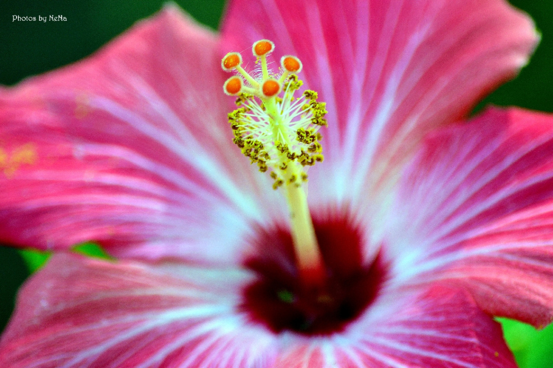 Hibiscus