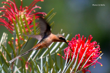 Hummingbird