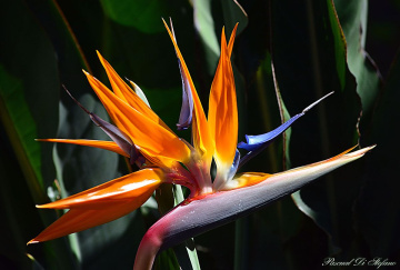 Strelitzia