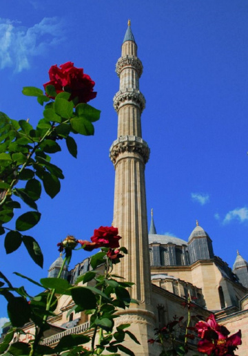 Selimiye Camii & Güller
