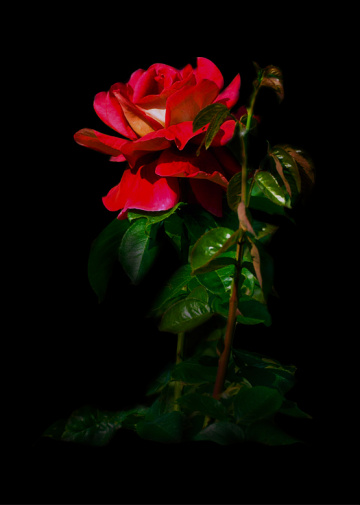 Rose