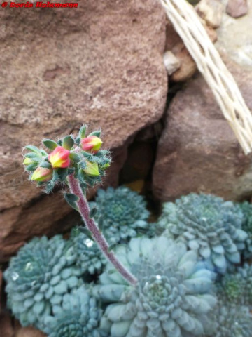 Blüte
