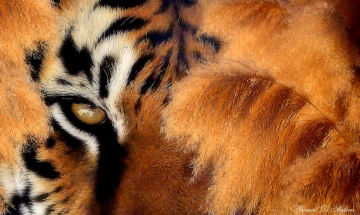 Tiger Eye