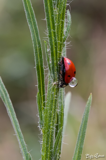 Ladybug