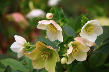 helleborus
