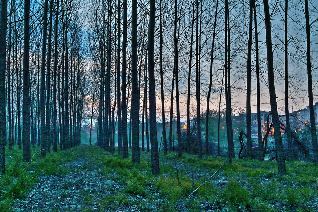 Kavaklar
