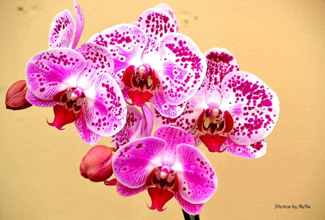 Pink drops