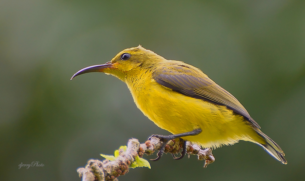 Yellow Sunbird