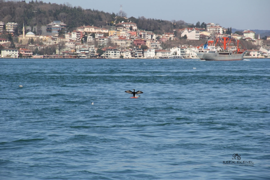 Güneş Banyosu
