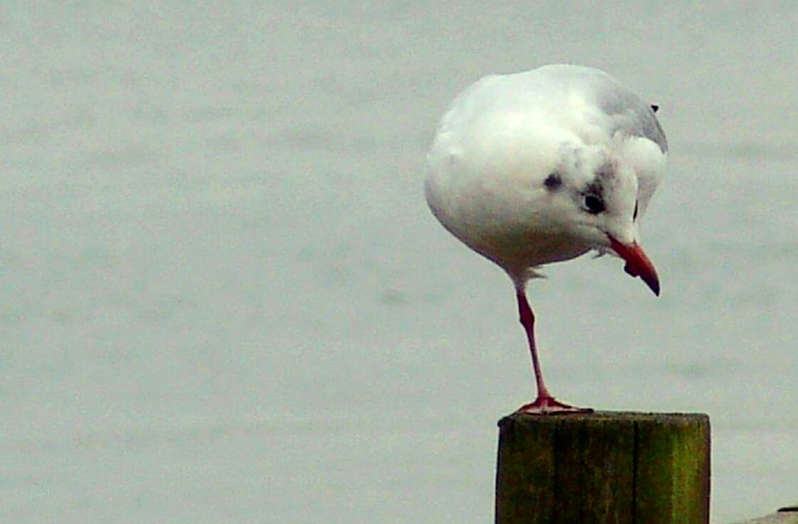 A Seagull In Balance...