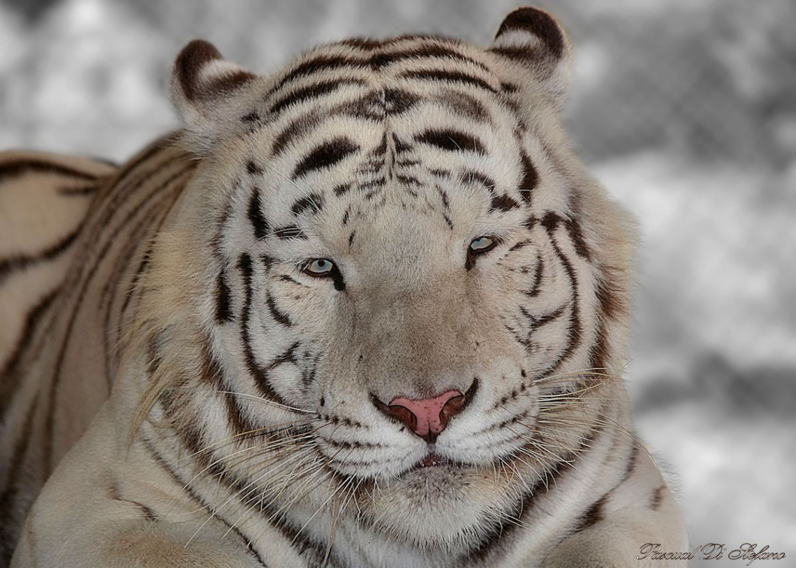 White Marvel