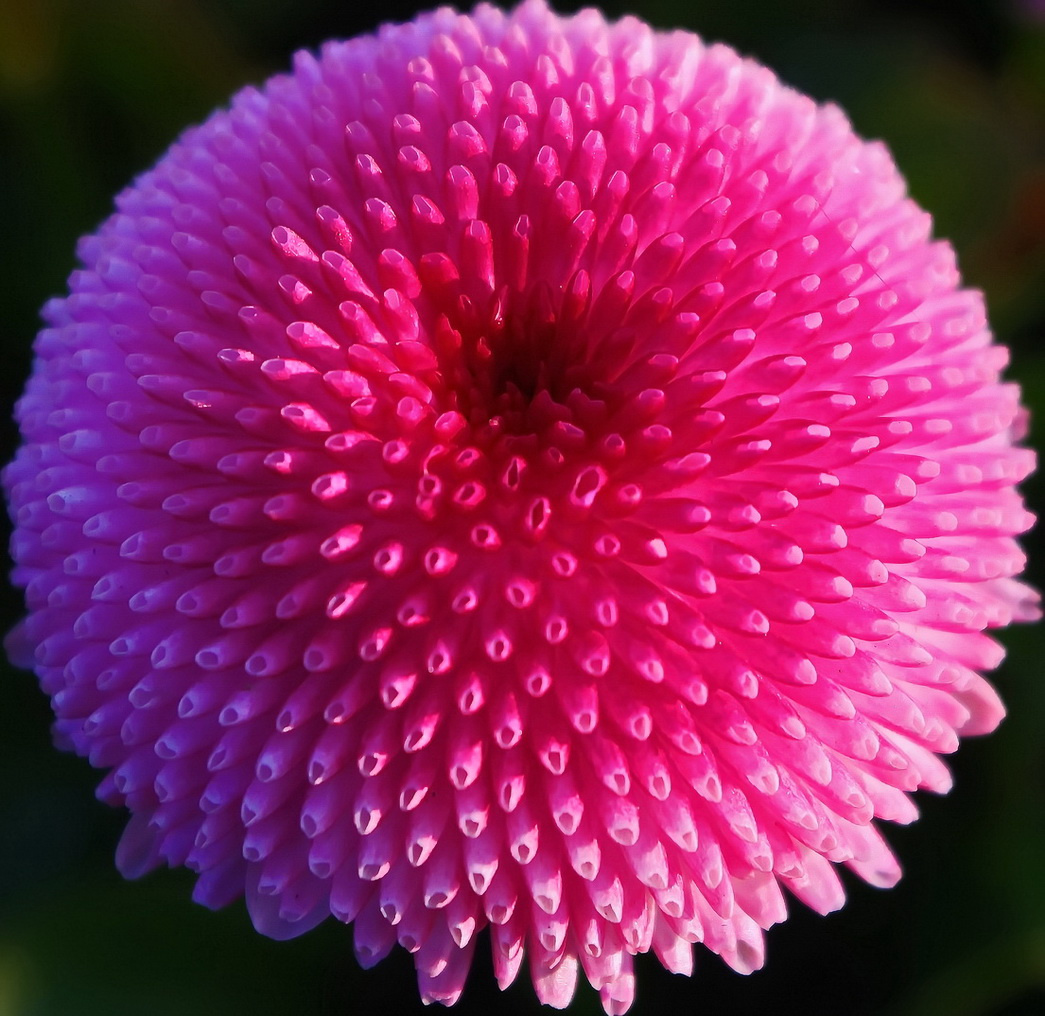 Only pink