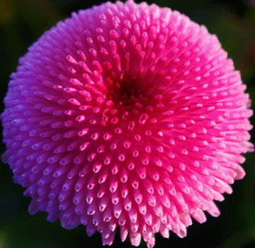 Only pink