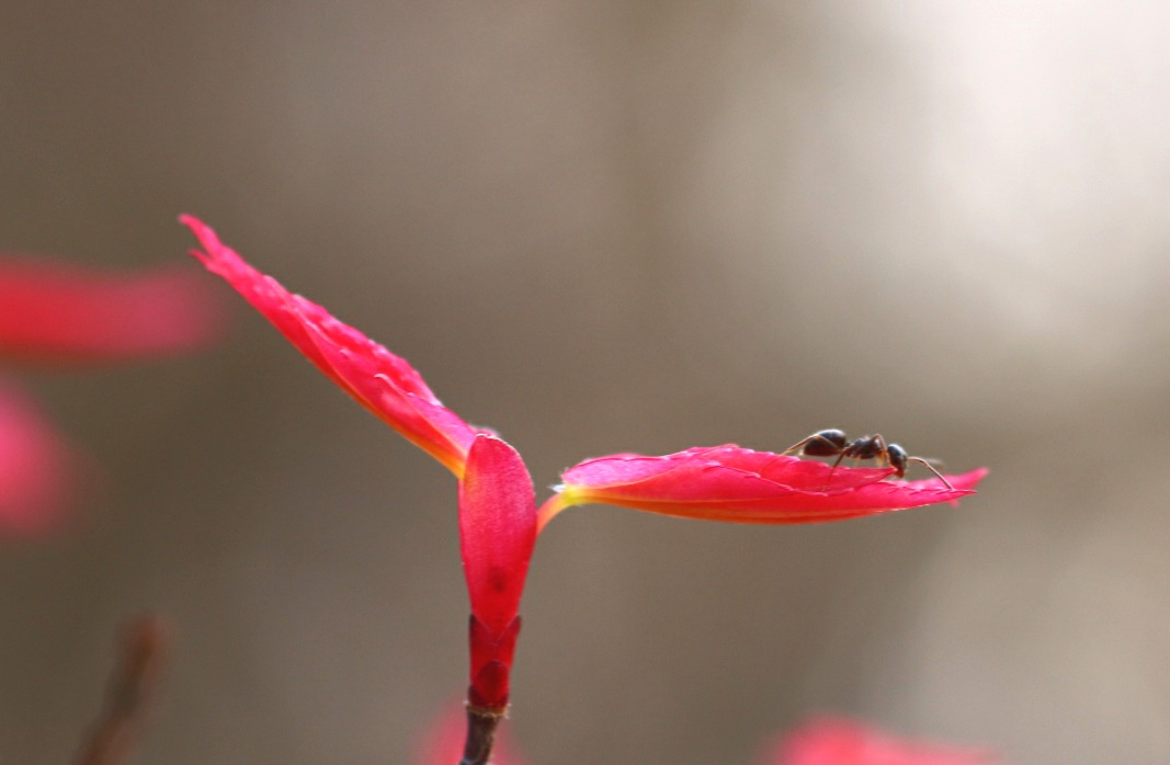 ant