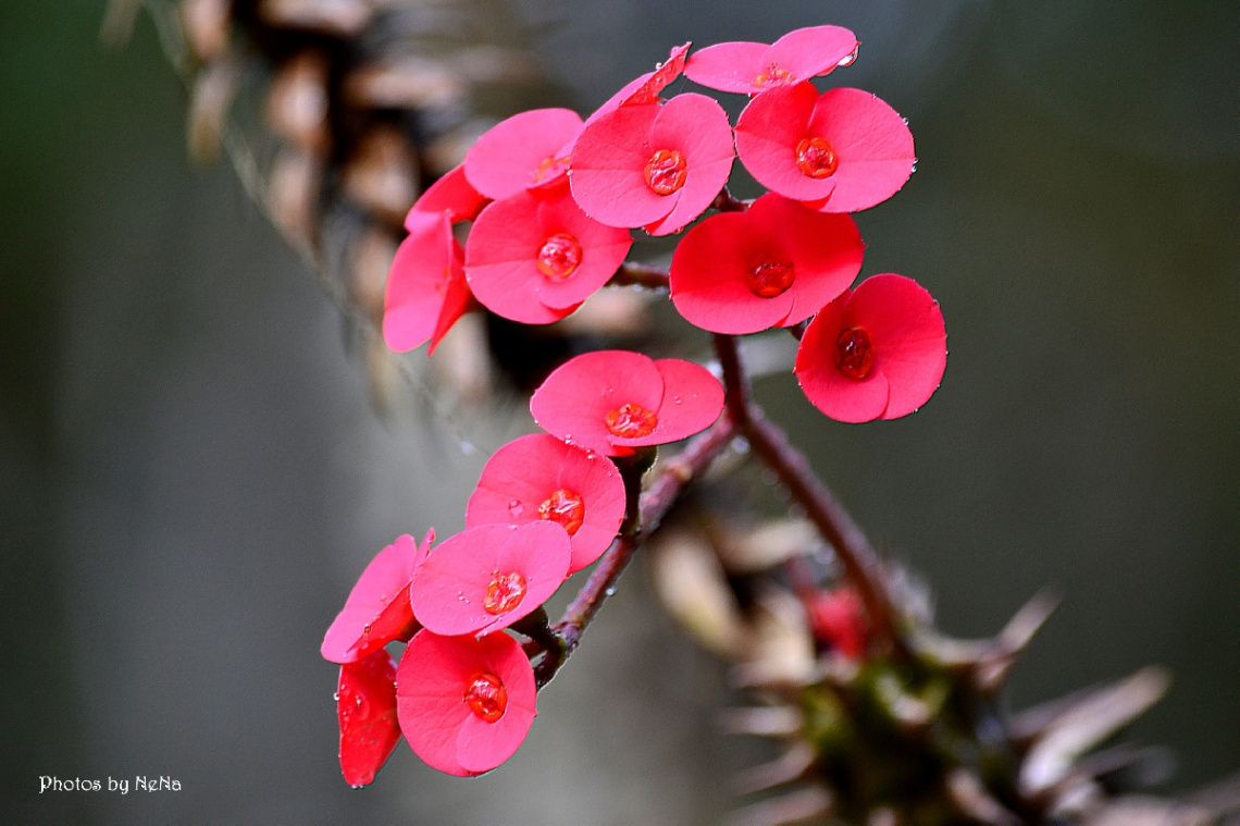 Thorn flower