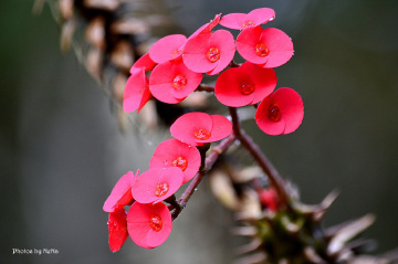 Thorn flower