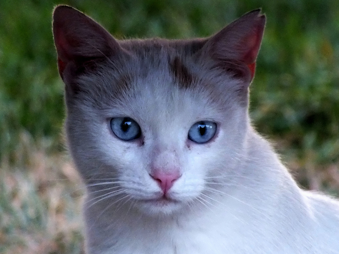 Mavi Gözlü