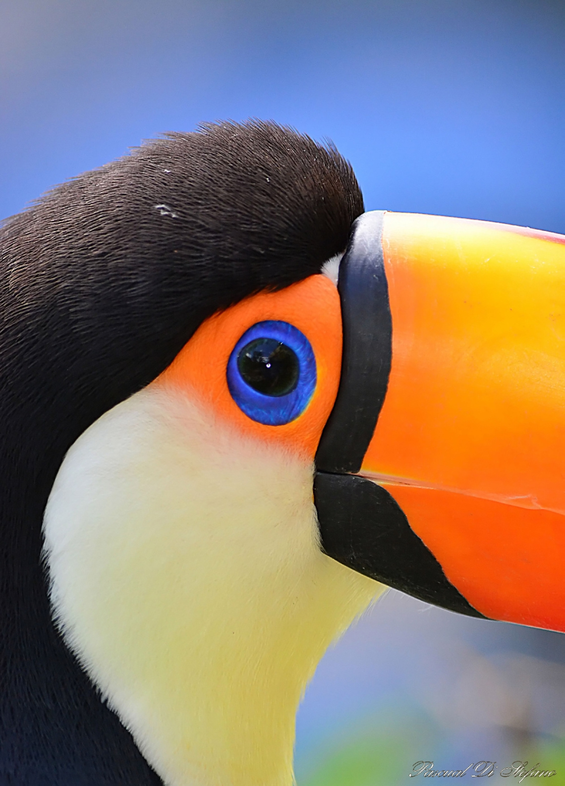 Tucan