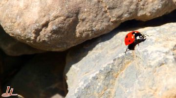 Clif climber