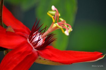 Passion Fruit Flower