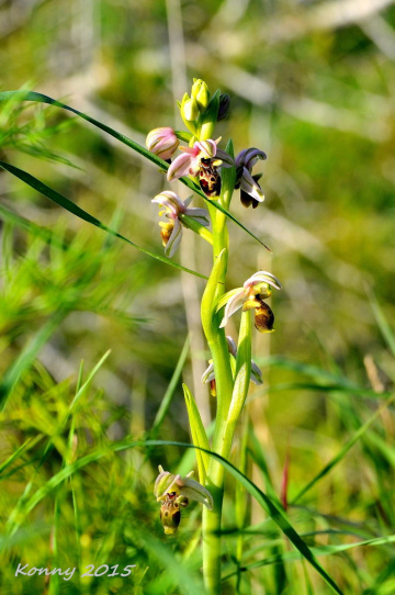 wild orchid 