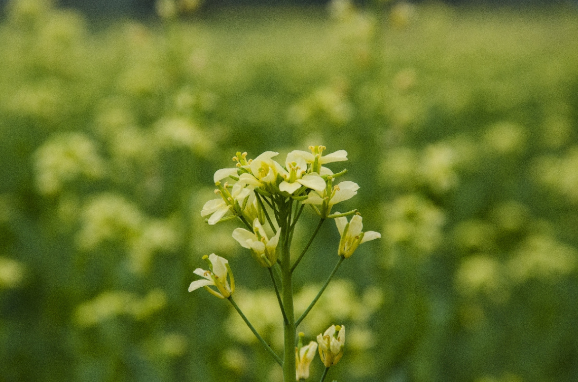 Mustard Flowers