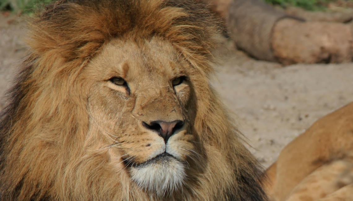 King Of Beasts