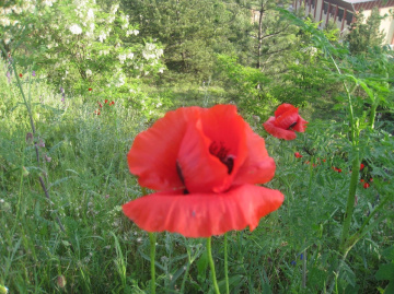 Gelincik
